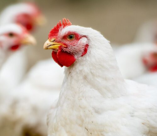 Photo shows a close up of several chickens. Photo shows a large flock of broiler chickens in a metal shed or warehouse on a factory farm. The late June heatwave that has been linked to at least 1,300 deaths across Europe also killed up to three million broiler chickens in France