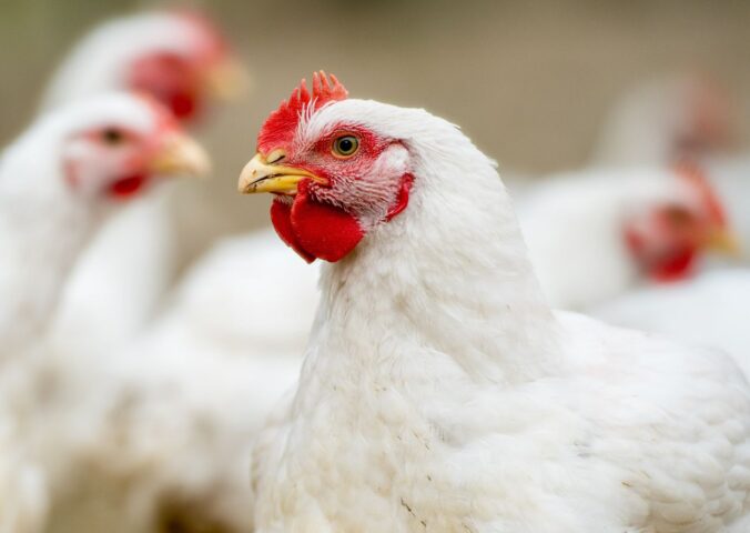 Photo shows a close up of several chickens. Photo shows a large flock of broiler chickens in a metal shed or warehouse on a factory farm. The late June heatwave that has been linked to at least 1,300 deaths across Europe also killed up to three million broiler chickens in France