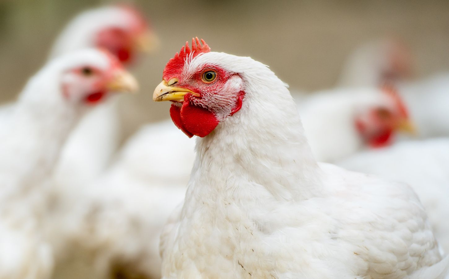 Photo shows a close up of several chickens. Photo shows a large flock of broiler chickens in a metal shed or warehouse on a factory farm. The late June heatwave that has been linked to at least 1,300 deaths across Europe also killed up to three million broiler chickens in France