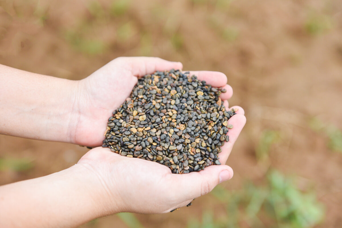 Photo shows someone holding lentils in two cupped hands in a field. A group of researchers are investigating whether beans, peas, and lentils could help to save UK farming