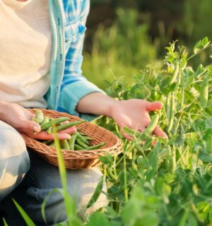 Photo shows someone crouching in a field and picking pea pods. A group of researchers are investigating whether beans, peas, and lentils could help to save UK farming