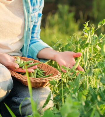 Photo shows someone crouching in a field and picking pea pods. A group of researchers are investigating whether beans, peas, and lentils could help to save UK farming
