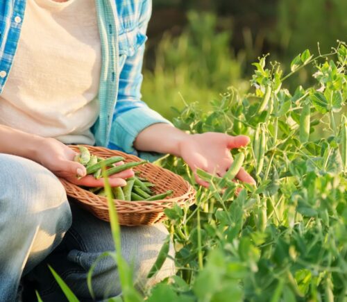 Photo shows someone crouching in a field and picking pea pods. A group of researchers are investigating whether beans, peas, and lentils could help to save UK farming