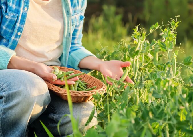 Photo shows someone crouching in a field and picking pea pods. A group of researchers are investigating whether beans, peas, and lentils could help to save UK farming