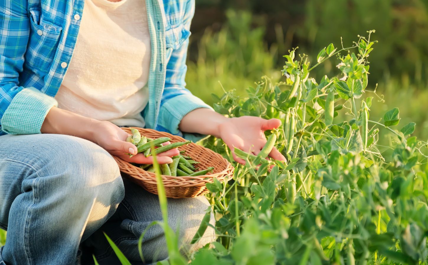 Photo shows someone crouching in a field and picking pea pods. A group of researchers are investigating whether beans, peas, and lentils could help to save UK farming