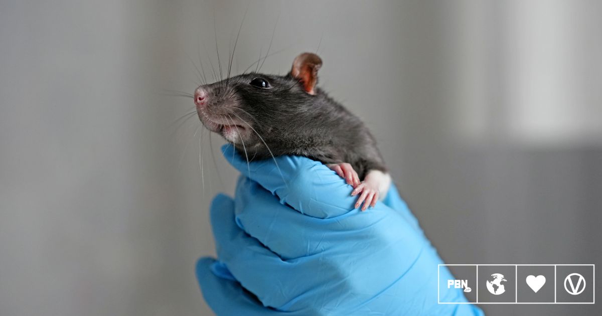 MPs Call For End To ‘Blind Approval’ Animal Testing