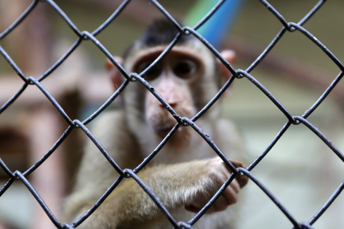 Photo shows a monkey behind a wire fence. MPs have backed a new motion calling on the UK government to end “blind approval” animal testing.