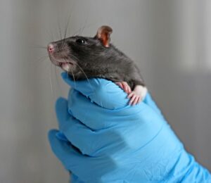 Photo shows someone holding a rat in a blue-gloved hand. MPs have backed a new motion calling on the UK government to end “blind approval” animal testing.