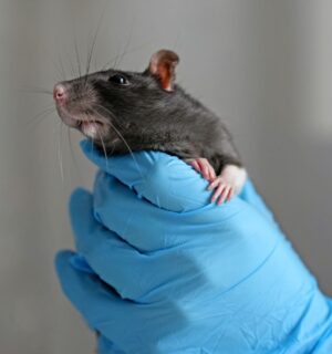 Photo shows someone holding a rat in a blue-gloved hand. MPs have backed a new motion calling on the UK government to end “blind approval” animal testing.