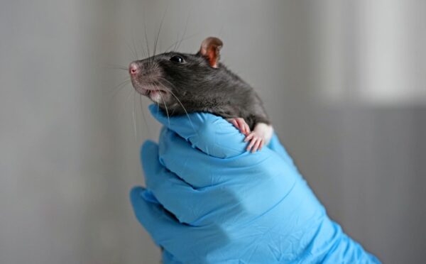 Photo shows someone holding a rat in a blue-gloved hand. MPs have backed a new motion calling on the UK government to end “blind approval” animal testing.