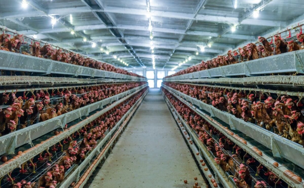 Photo shows a lot of chickens packed into a factory farm building. The average person eats six times more chicken than they did in 1961, according to a new UN report