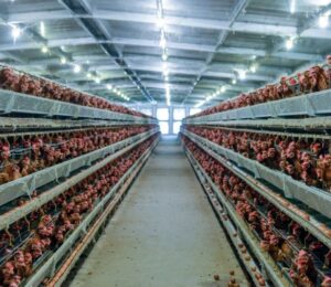 Photo shows a lot of chickens packed into a factory farm building. The average person eats six times more chicken than they did in 1961, according to a new UN report