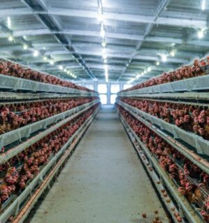 Photo shows a lot of chickens packed into a factory farm building. The average person eats six times more chicken than they did in 1961, according to a new UN report