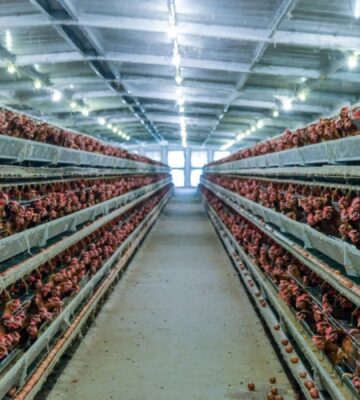 Photo shows a lot of chickens packed into a factory farm building. The average person eats six times more chicken than they did in 1961, according to a new UN report