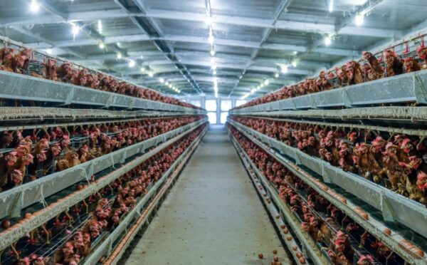 Photo shows a lot of chickens packed into a factory farm building. The average person eats six times more chicken than they did in 1961, according to a new UN report