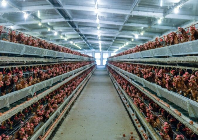 Photo shows a lot of chickens packed into a factory farm building. The average person eats six times more chicken than they did in 1961, according to a new UN report