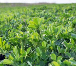 Photo shows a large field of alfalfa, one of the plants that a new study has found could help biorefineries making plant-based protein and sugars meet global protein requirements in less than two years during a food crisis