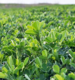 Photo shows a large field of alfalfa, one of the plants that a new study has found could help biorefineries making plant-based protein and sugars meet global protein requirements in less than two years during a food crisis