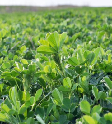 Photo shows a large field of alfalfa, one of the plants that a new study has found could help biorefineries making plant-based protein and sugars meet global protein requirements in less than two years during a food crisis
