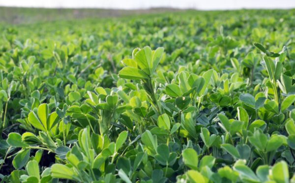 Photo shows a large field of alfalfa, one of the plants that a new study has found could help biorefineries making plant-based protein and sugars meet global protein requirements in less than two years during a food crisis