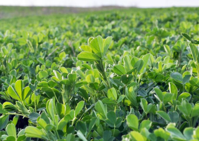 Photo shows a large field of alfalfa, one of the plants that a new study has found could help biorefineries making plant-based protein and sugars meet global protein requirements in less than two years during a food crisis
