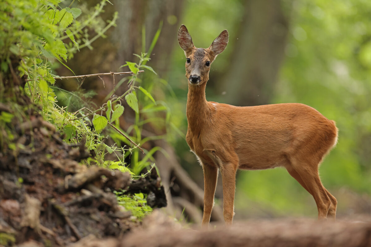 Photo shows a roe deer in the woods. Cultivated protein startup MyriaMeat has made a venison breakthrough with roe deer stem cells