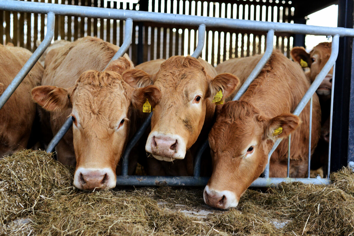 Photo shows three cows eating by pushing their heads between the metal bars of their enclosure