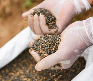 Photo shows someone's hands in white gloves as they handle lentils or a similar crop. The UK government has proposed supporting farmers to swap high-emitting animal agriculture for sustainable crops such as lentils in The Farming Roadmap 2050.