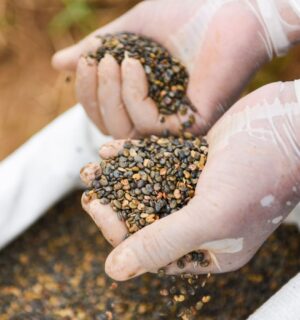 Photo shows someone's hands in white gloves as they handle lentils or a similar crop. The UK government has proposed supporting farmers to swap high-emitting animal agriculture for sustainable crops such as lentils in The Farming Roadmap 2050.