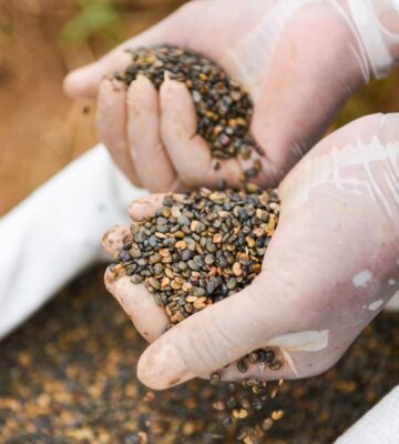 Photo shows someone's hands in white gloves as they handle lentils or a similar crop. The UK government has proposed supporting farmers to swap high-emitting animal agriculture for sustainable crops such as lentils in The Farming Roadmap 2050.