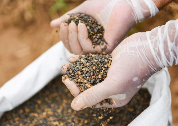 Photo shows someone's hands in white gloves as they handle lentils or a similar crop. The UK government has proposed supporting farmers to swap high-emitting animal agriculture for sustainable crops such as lentils in The Farming Roadmap 2050.