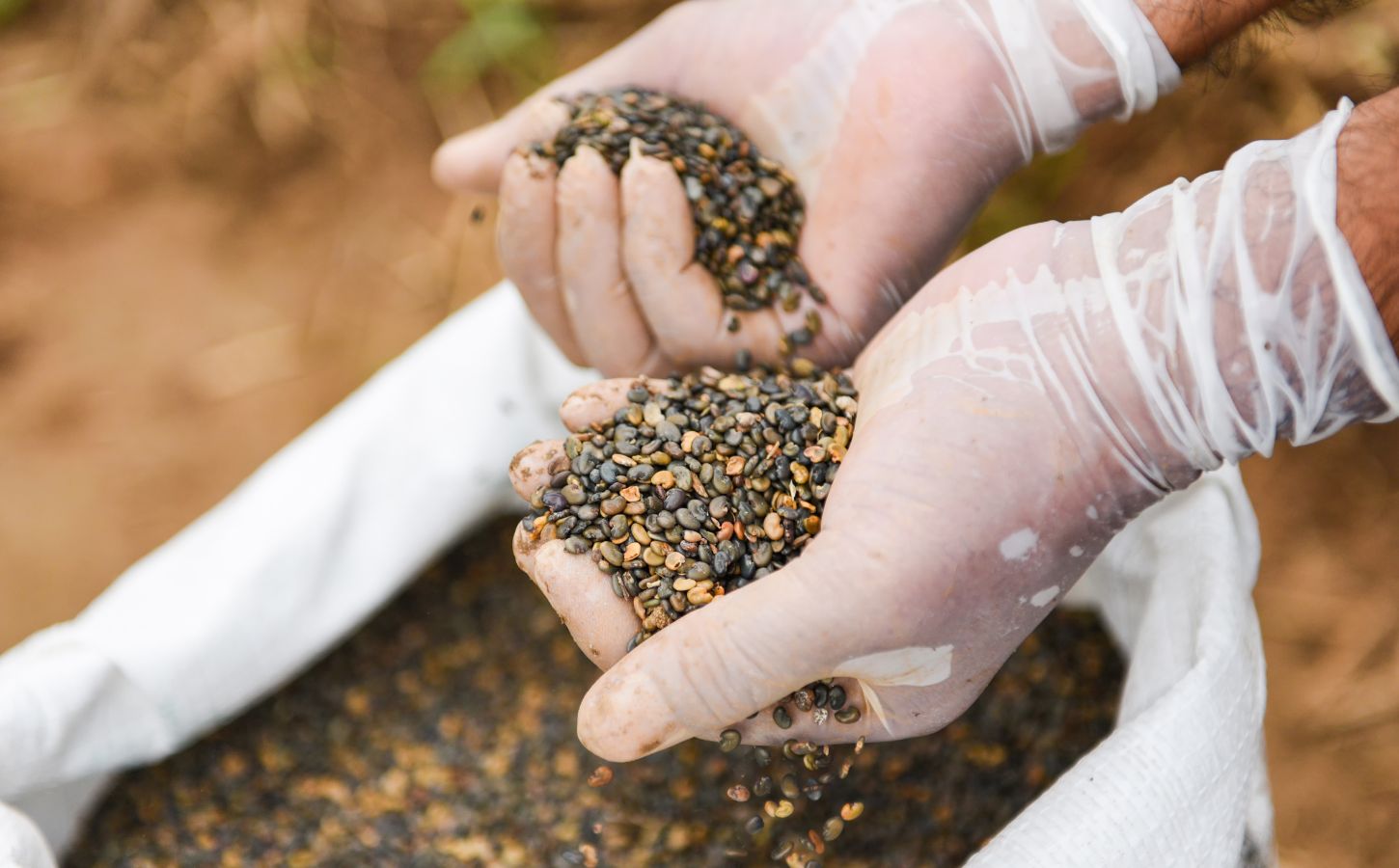 Photo shows someone's hands in white gloves as they handle lentils or a similar crop. The UK government has proposed supporting farmers to swap high-emitting animal agriculture for sustainable crops such as lentils in The Farming Roadmap 2050.
