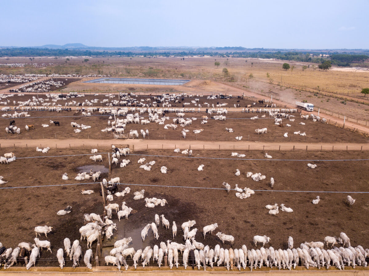 Photo shows a large herd of cattle grazing on a feedlot that has been clear cut. The UK government has finally announced plans to introduce its own anti-deforestation rules after leaving the EU in 2020