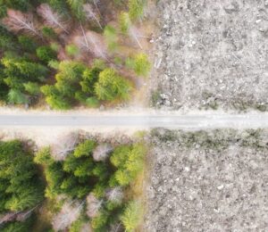 Photo shows a fire road and stark divide between forest and a clear cut area of ground. The UK government has finally announced plans to introduce its own anti-deforestation rules after leaving the EU in 2020