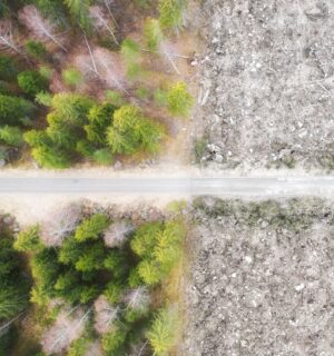 Photo shows a fire road and stark divide between forest and a clear cut area of ground. The UK government has finally announced plans to introduce its own anti-deforestation rules after leaving the EU in 2020