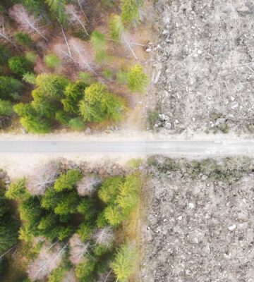 Photo shows a fire road and stark divide between forest and a clear cut area of ground. The UK government has finally announced plans to introduce its own anti-deforestation rules after leaving the EU in 2020