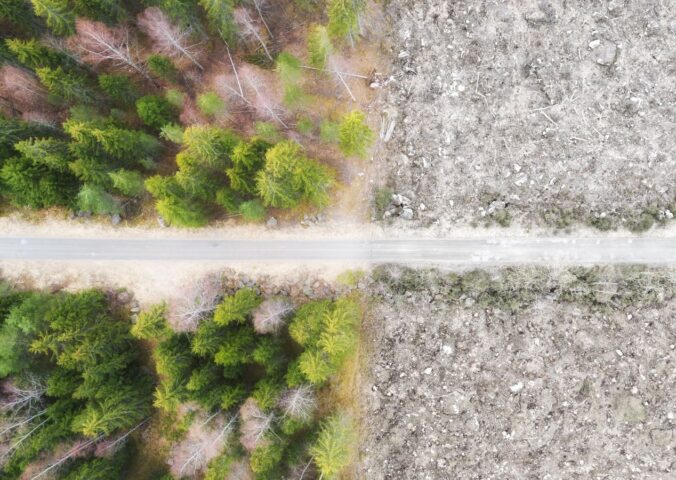 Photo shows a fire road and stark divide between forest and a clear cut area of ground. The UK government has finally announced plans to introduce its own anti-deforestation rules after leaving the EU in 2020