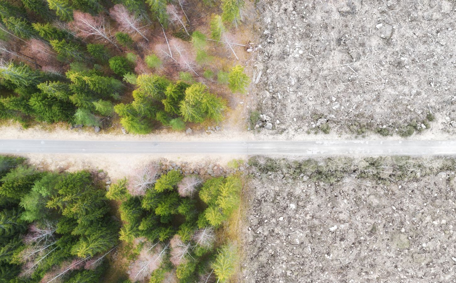Photo shows a fire road and stark divide between forest and a clear cut area of ground. The UK government has finally announced plans to introduce its own anti-deforestation rules after leaving the EU in 2020