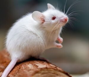 Photo shows a small white mouse on a log in a laboratory setting. A research scientist has created an AI-powered “virtual mouse” to replace traditional animal testing in nanomedicine