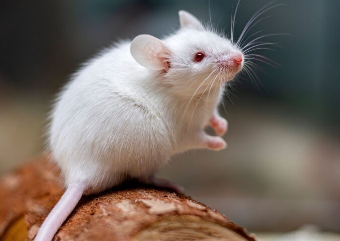 Photo shows a small white mouse on a log in a laboratory setting. A research scientist has created an AI-powered “virtual mouse” to replace traditional animal testing in nanomedicine