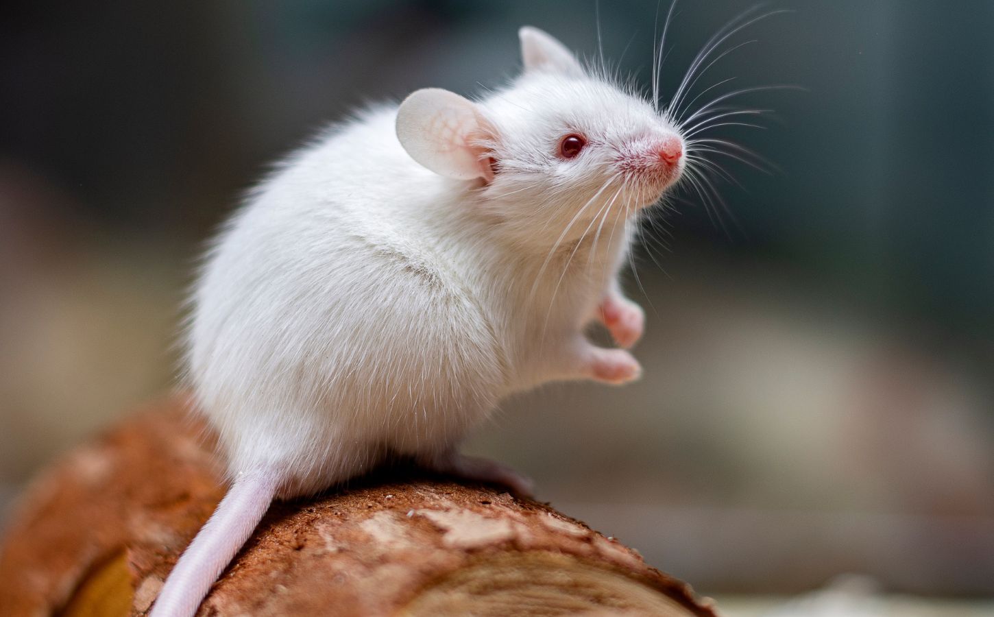 Photo shows a small white mouse on a log in a laboratory setting. A research scientist has created an AI-powered “virtual mouse” to replace traditional animal testing in nanomedicine