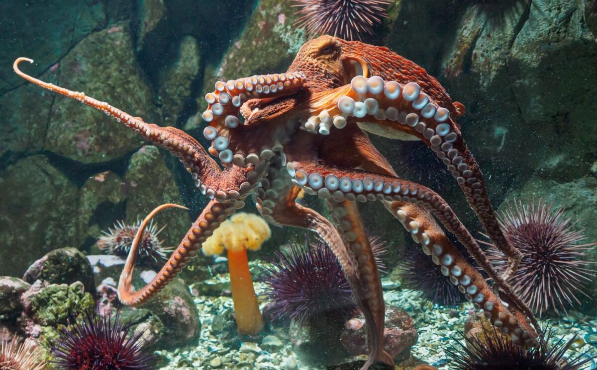 Photo shows an octopus inside a glass tank. Plans for the world’s first commercial octopus farm have been scrapped after years of opposition from NGOs, scientists, and the public