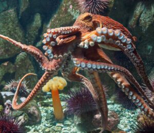 Photo shows an octopus inside a glass tank. Plans for the world’s first commercial octopus farm have been scrapped after years of opposition from NGOs, scientists, and the public
