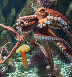 Photo shows an octopus inside a glass tank. Plans for the world’s first commercial octopus farm have been scrapped after years of opposition from NGOs, scientists, and the public