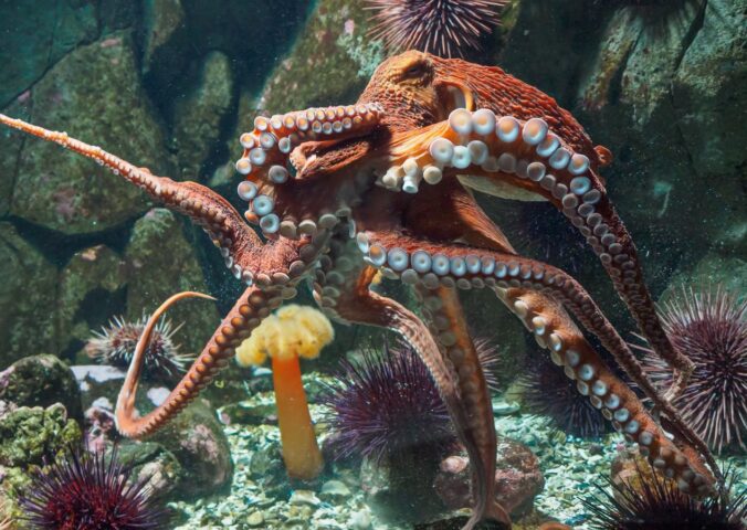Photo shows an octopus inside a glass tank. Plans for the world’s first commercial octopus farm have been scrapped after years of opposition from NGOs, scientists, and the public
