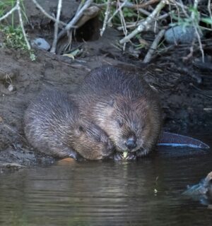 Photo shows an adult beaver and a young kit sat close together at the edge of a British waterway. Norfolk has welcomed its first wild beaver kits in 500 years