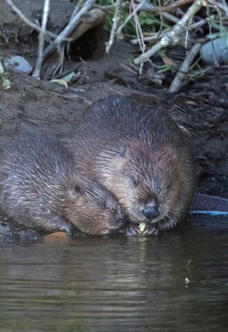 Photo shows an adult beaver and a young kit sat close together at the edge of a British waterway. Norfolk has welcomed its first wild beaver kits in 500 years