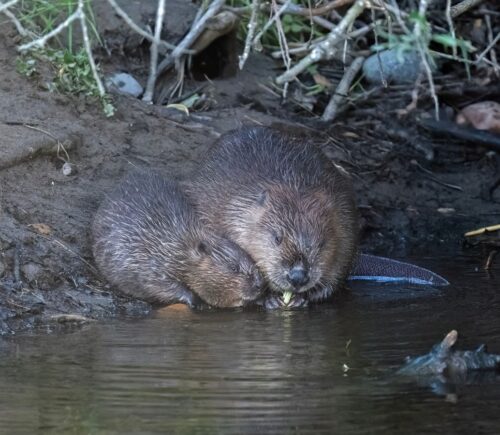Photo shows an adult beaver and a young kit sat close together at the edge of a British waterway. Norfolk has welcomed its first wild beaver kits in 500 years