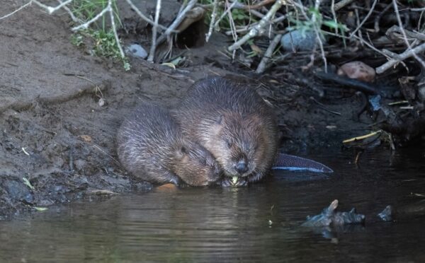 Photo shows an adult beaver and a young kit sat close together at the edge of a British waterway. Norfolk has welcomed its first wild beaver kits in 500 years