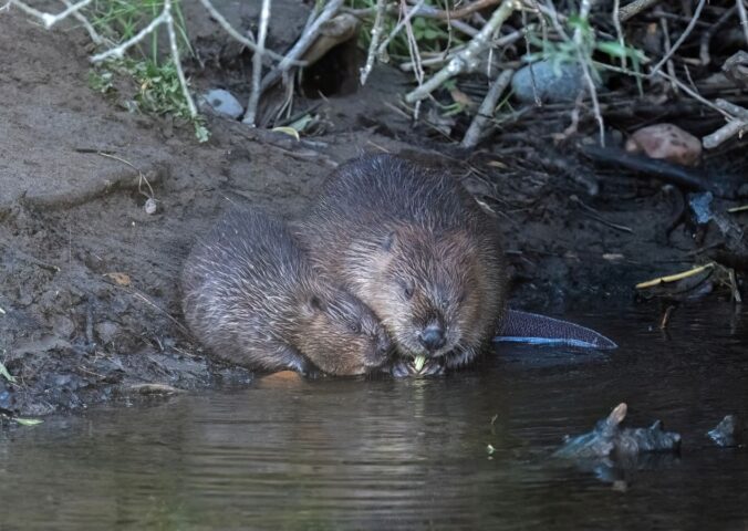 Photo shows an adult beaver and a young kit sat close together at the edge of a British waterway. Norfolk has welcomed its first wild beaver kits in 500 years